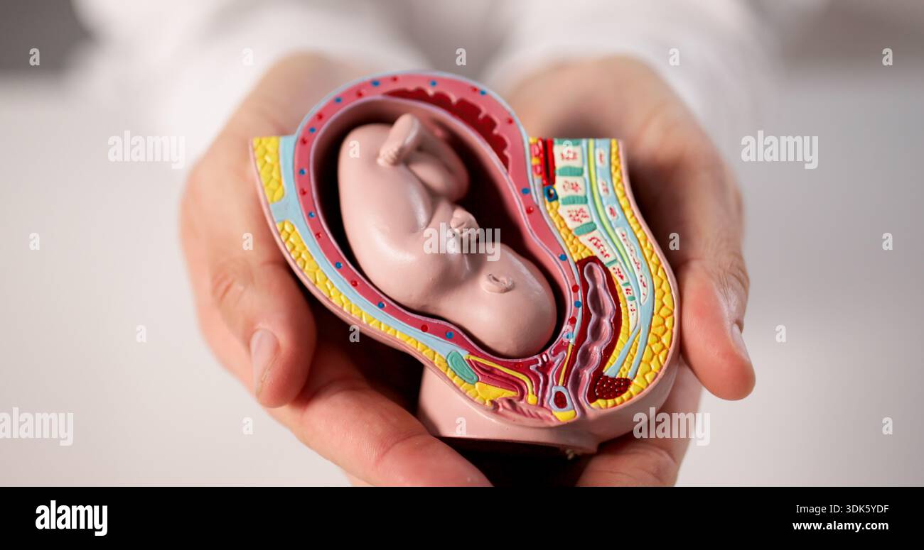 Il medico esamina il modello di feto di plastica nella clinica del reparto di maternità dell'ospedale. Foto Stock