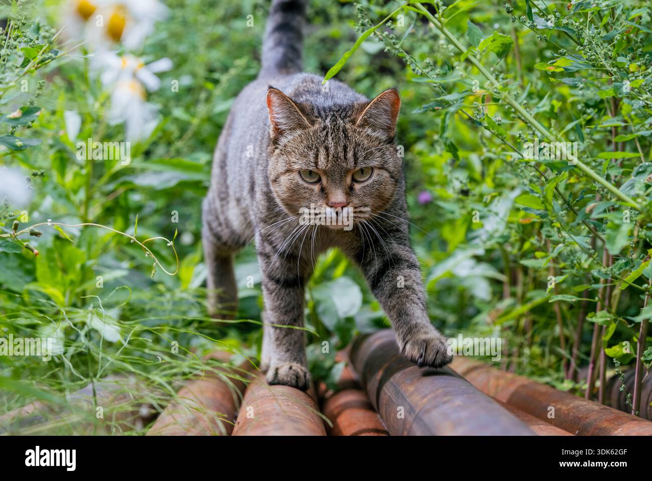 Il gatto Tabby naviga in un giardino coperto, mostrando la concentrazione e gli istinti predatori mentre cammina lungo i tubi arrugginiti circondati da lussureggianti vegetazione, esplorando il suo habitat naturale all'aperto Foto Stock