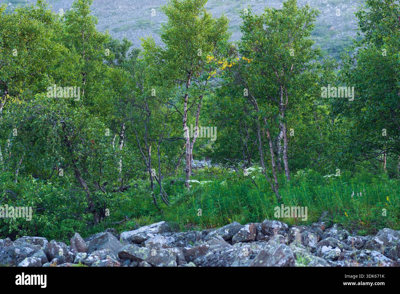 Alberi e rocce nelle montagne degli Urali Foto Stock