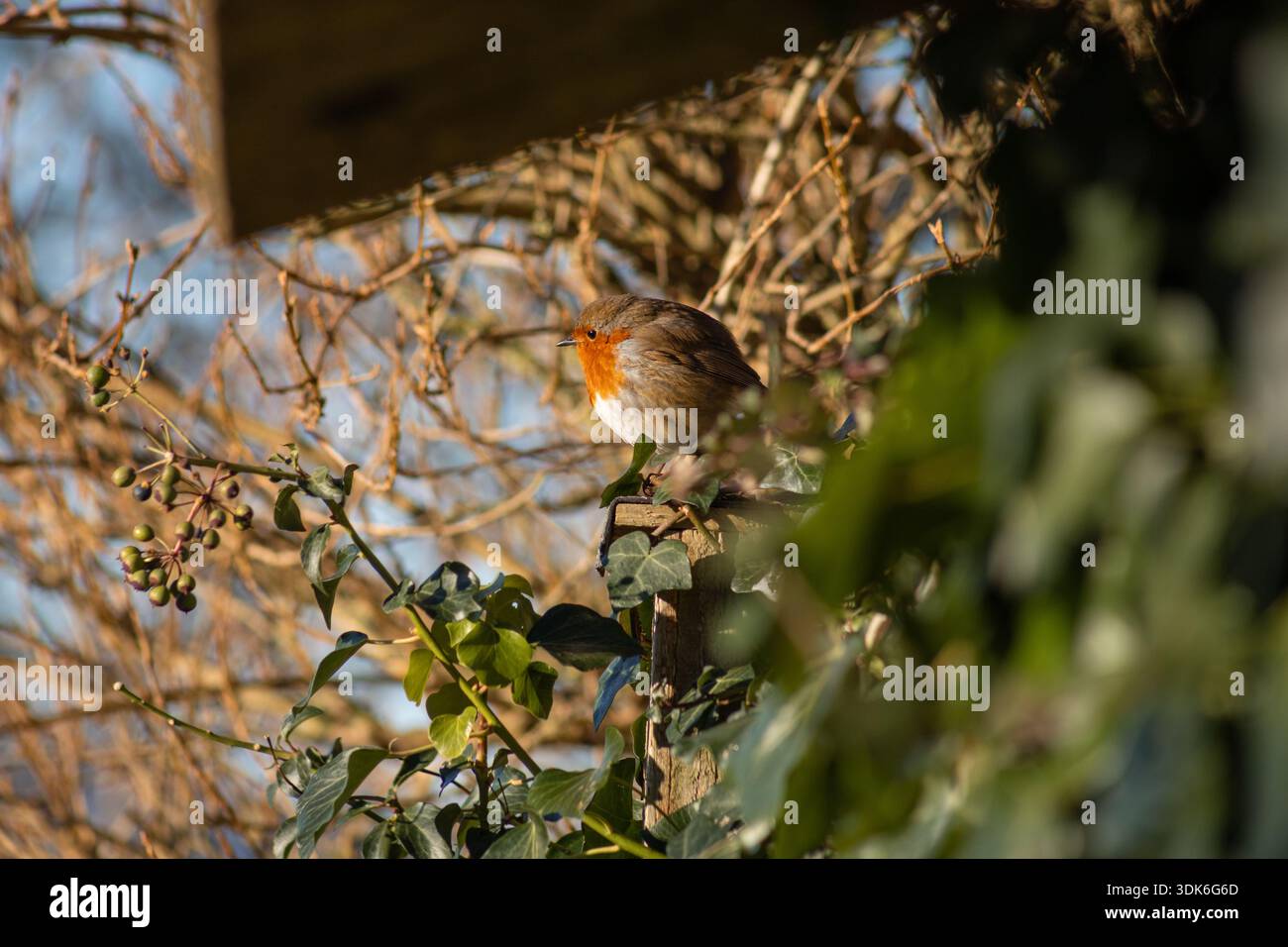 Robin seduto in un cespuglio di edera Foto Stock