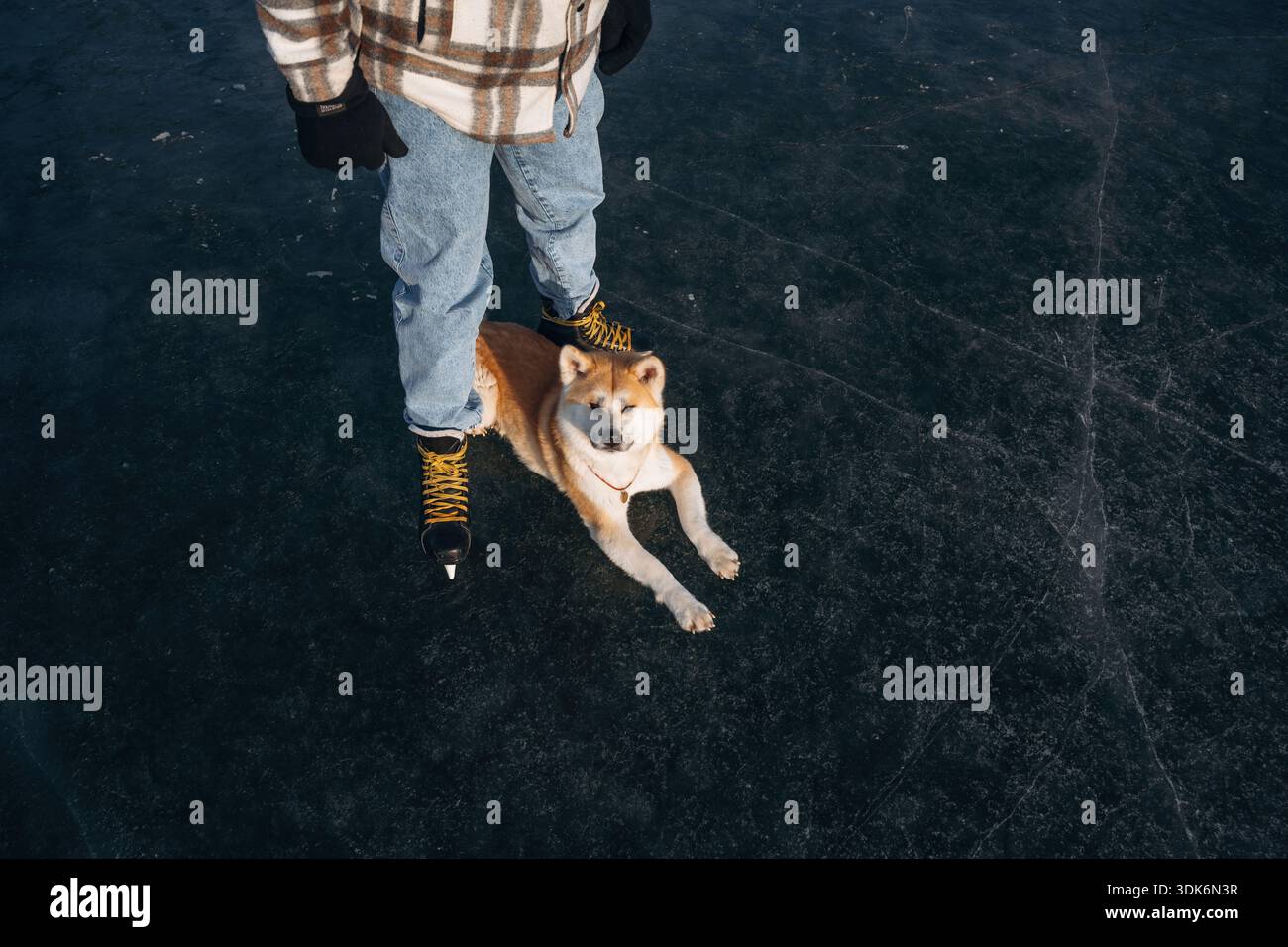 Il cane è seduto. L'uomo con il cane Akita Inu è sul ghiaccio con i pattini in inverno. Foto Stock