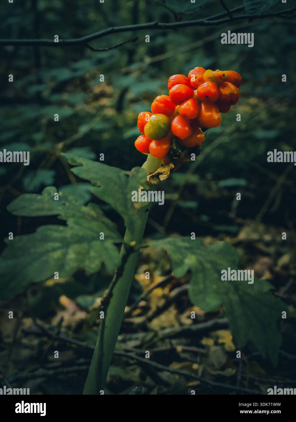 Signori e signore selvaggi (Arum maculatum) con bacche velenose di arancia brillante in una foresta scura Foto Stock