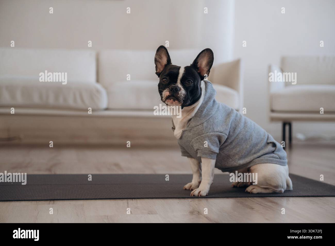 Il cane del cane è seduto su un tappetino yoga nella camera domestica. Foto Stock
