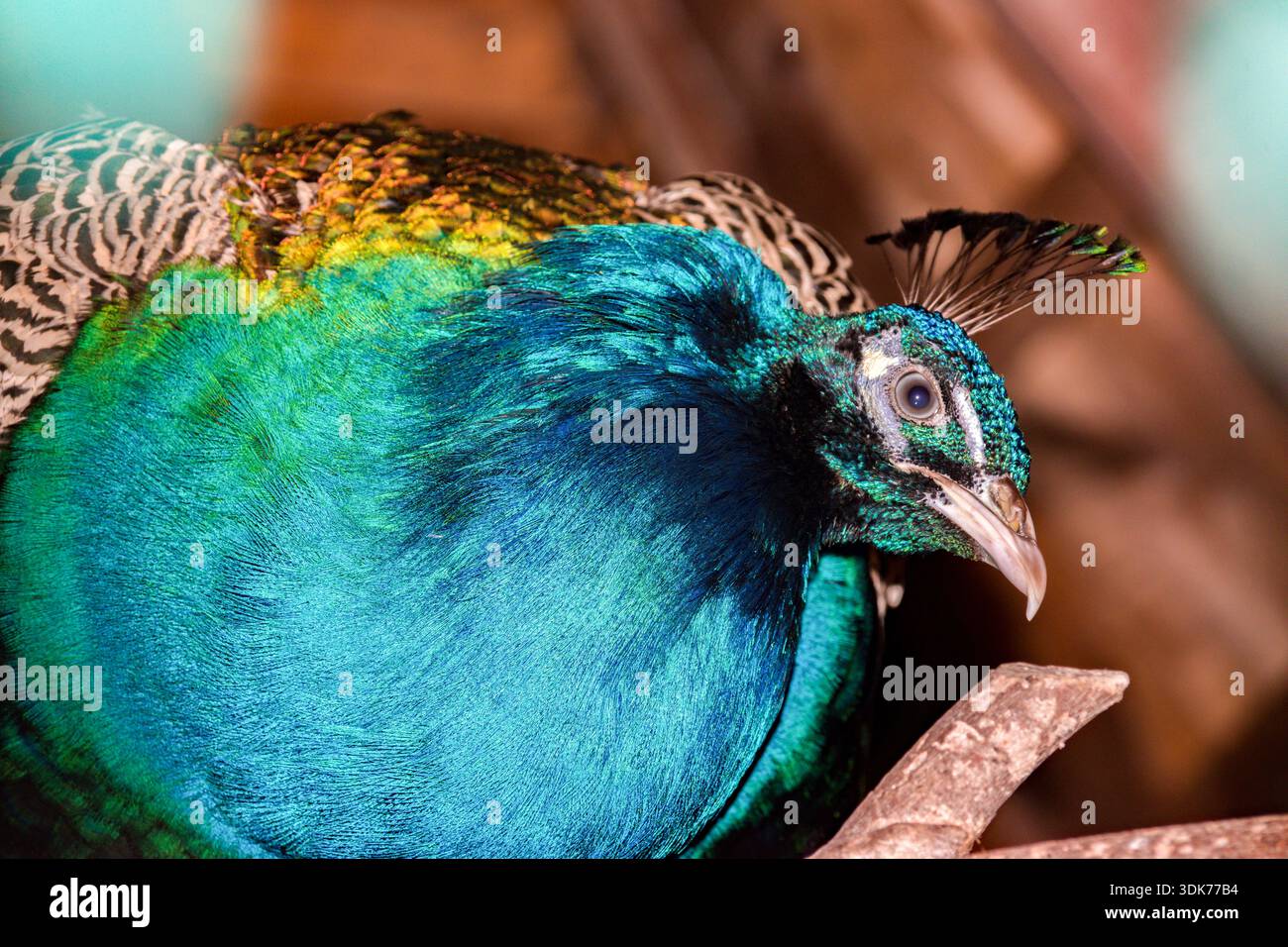 Il pavone rimane uno degli uccelli più spettacolari al mondo, rinomato per il suo piumaggio iridescente e il ricco simbolismo. Foto Stock