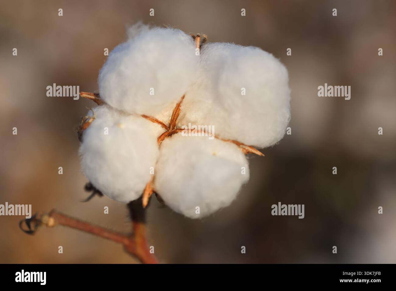 primo piano di bolls di cotone pronti per la raccolta Foto Stock