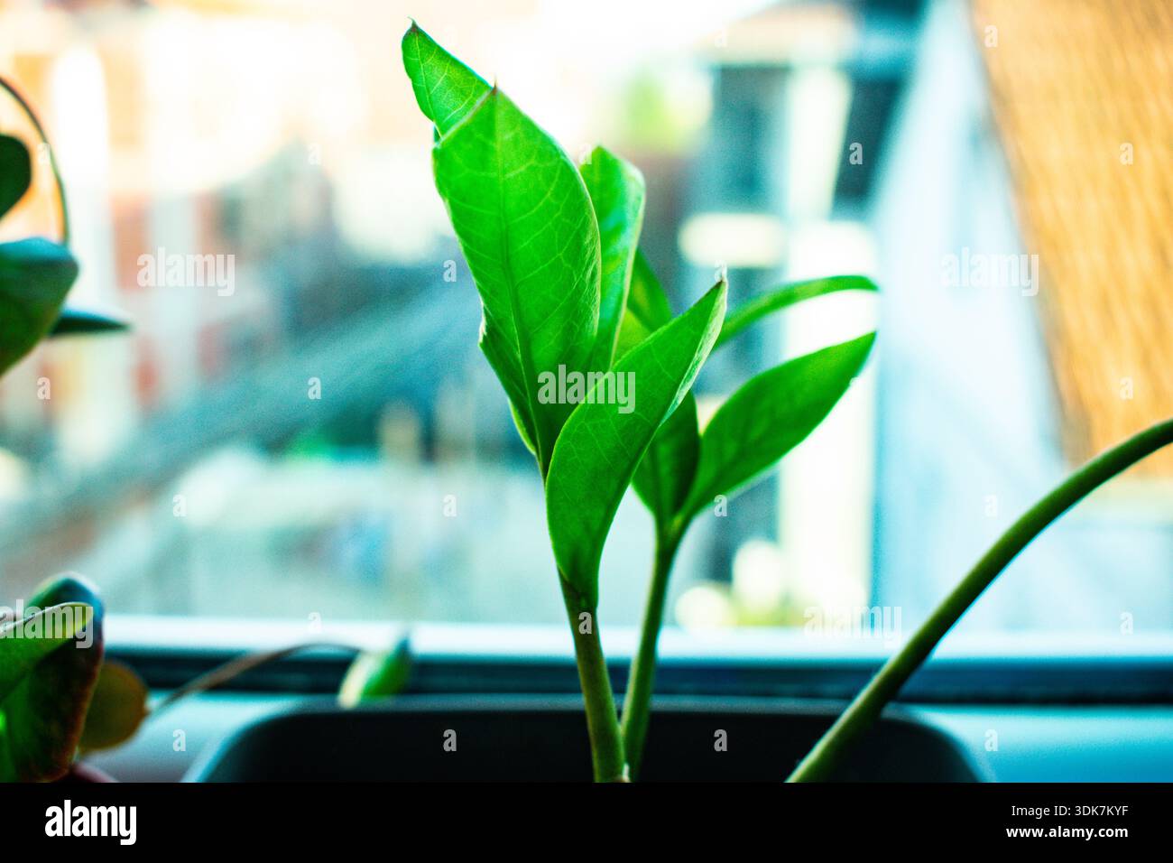Una foglia in primo piano con uno sfondo sfocato, che mette in risalto la texture naturale, i dettagli raffinati e la morbida profondità di campo in un ambiente esterno. Foto Stock