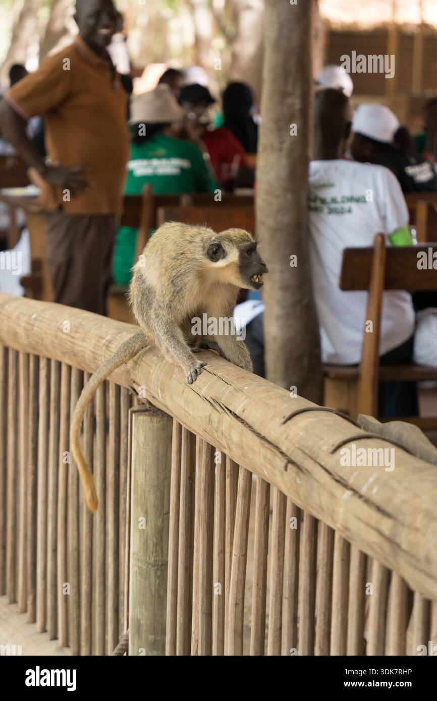 Vista di una curiosa scimmia appollaiata su una recinzione di legno, osservando le persone sedute ai tavoli sotto un tetto di paglia, creando una scena vivace, Thies, Senegal. Foto Stock