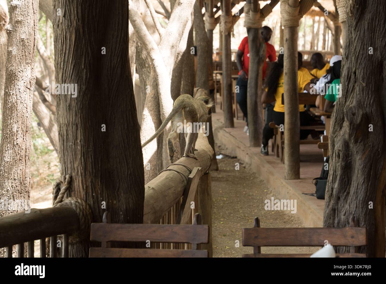 Vista di una scimmia giocosa in equilibrio lungo una ringhiera di legno, con figure sfocate che cenano in una struttura rustica all'aperto, creando una scena vivace, Thie Foto Stock