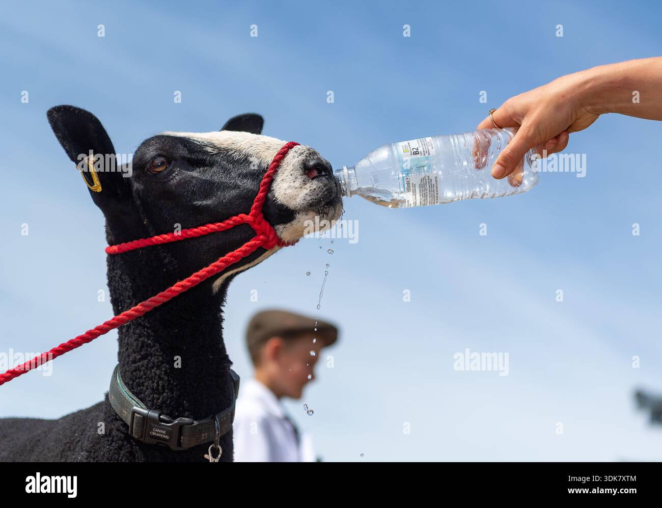 Pecore assetate che bevono acqua da una bottiglia al Great Yorkshire Show 2025. North Yorkshire, Regno Unito. Foto Stock