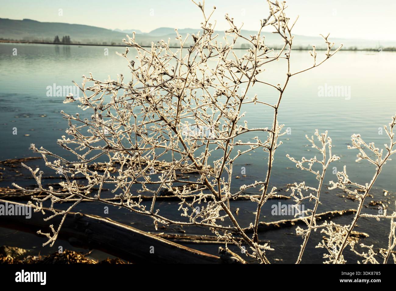 WA29064-00...WASHINGTON - Bush coperto di cristalli di ghiaccio sulle rive di Skagit Bay nella contea di Skagit. Foto Stock