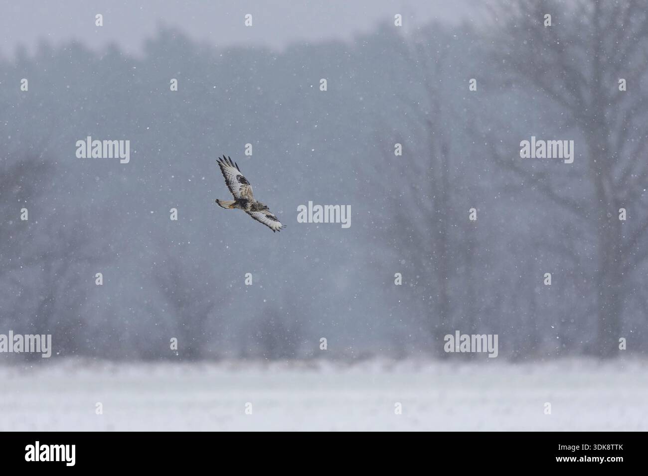Un ronzio dalle gambe rude che caccia in volo con fiocchi di neve. Foto Stock