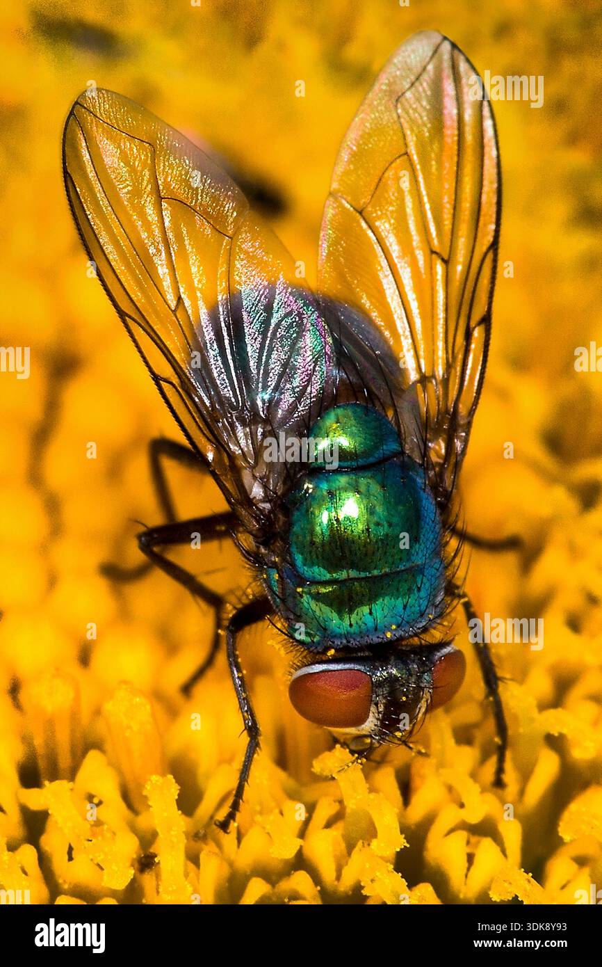 BLOWFLY, BLUEBOTTLE O GREENBOTTLE CHE SI NUTRONO DI FIORI DI GIALLO E RACCOLGONO IL POLLINE, MOSTRANDO COLORI IRRESCENTI SULL'ADDOME Foto Stock