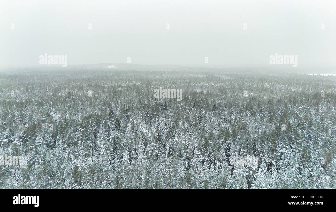 Foresta aerea invernale - natura selvaggia coperta di neve dell'Estonia Foto Stock
