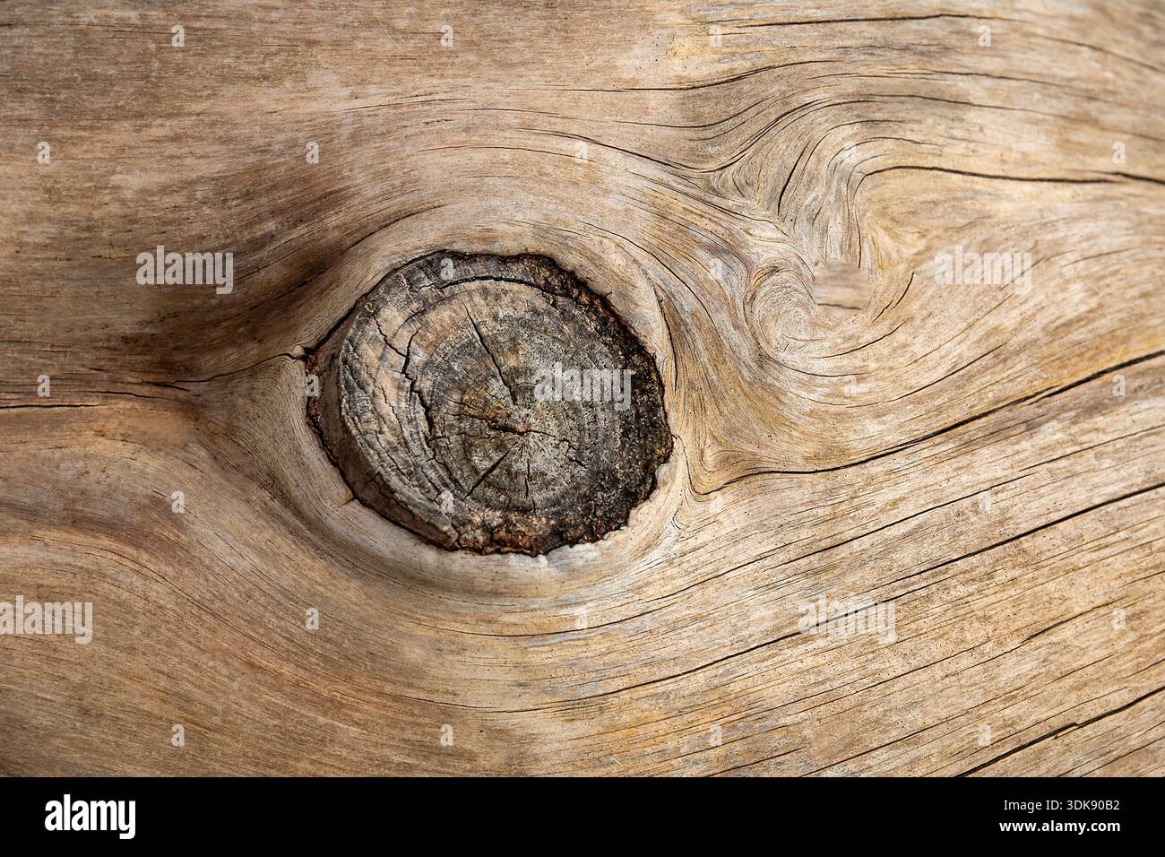 NODO NEL TRONCO DELL'ALBERO CON CORTECCIA INFRANTA MOSTRANDO UNA SUPERFICIE LISCIA IN LEGNO E LINEE FLUIDE PER UNO SFONDO A STRUTTURA BOTANICA Foto Stock