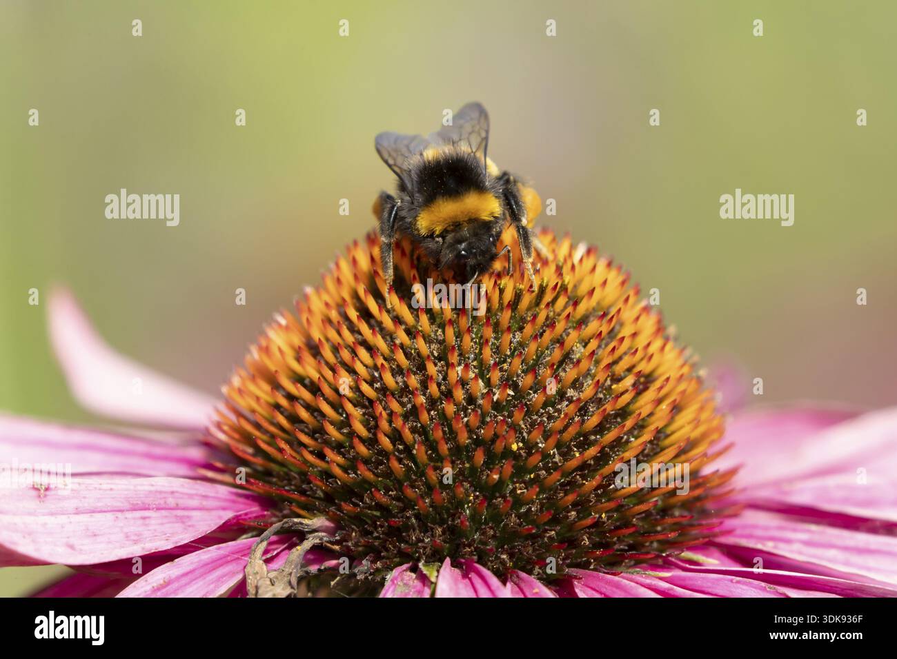 Buff tailed bumblebee (Bombus terrestris) insetti di api adulti che si nutrono su un giardino fiore di Coneflower (Echinacea purpurea) in estate, Inghilterra, Regno Unito Foto Stock