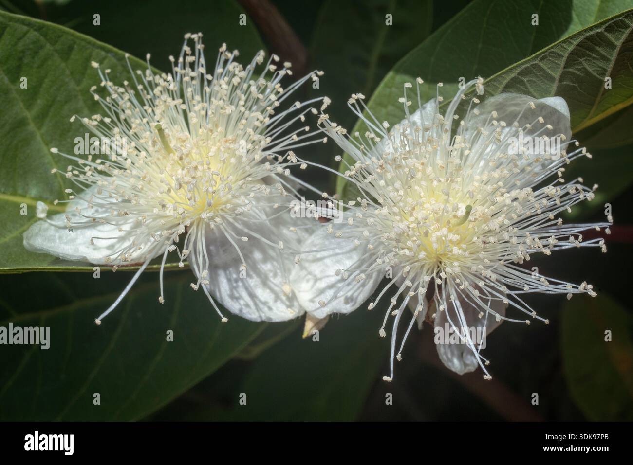 Guava indiano (Psidium guajava var. India), Myrtaceae. Albero da frutto, sempreverde, pianta alimentare, fiori bianchi. Foto Stock