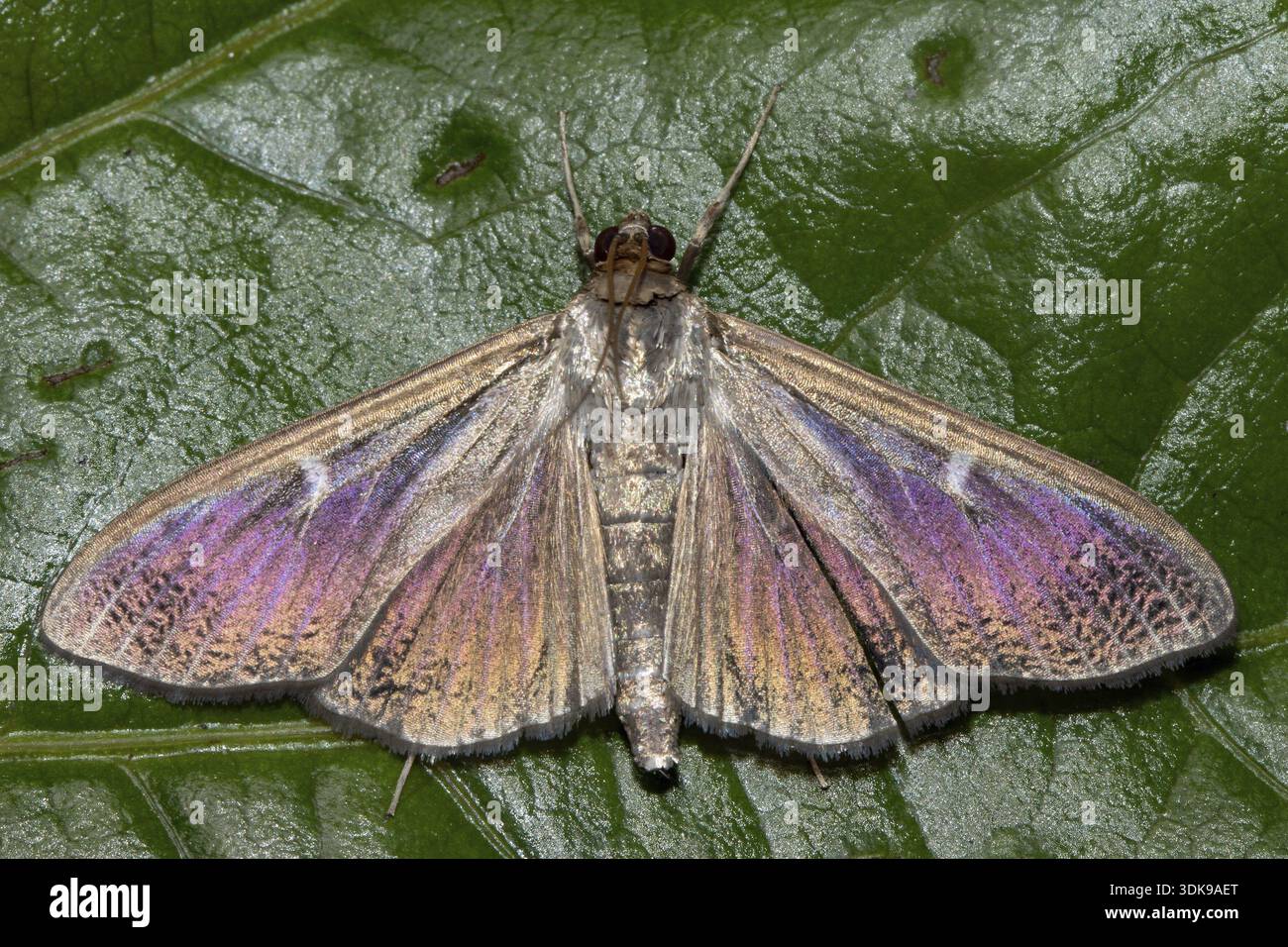 Boxwood Zuenlser Butterfly dark morph con ali aperte su foglia verde seduto da dietro, Buchhofen, Baviera, Germania Foto Stock