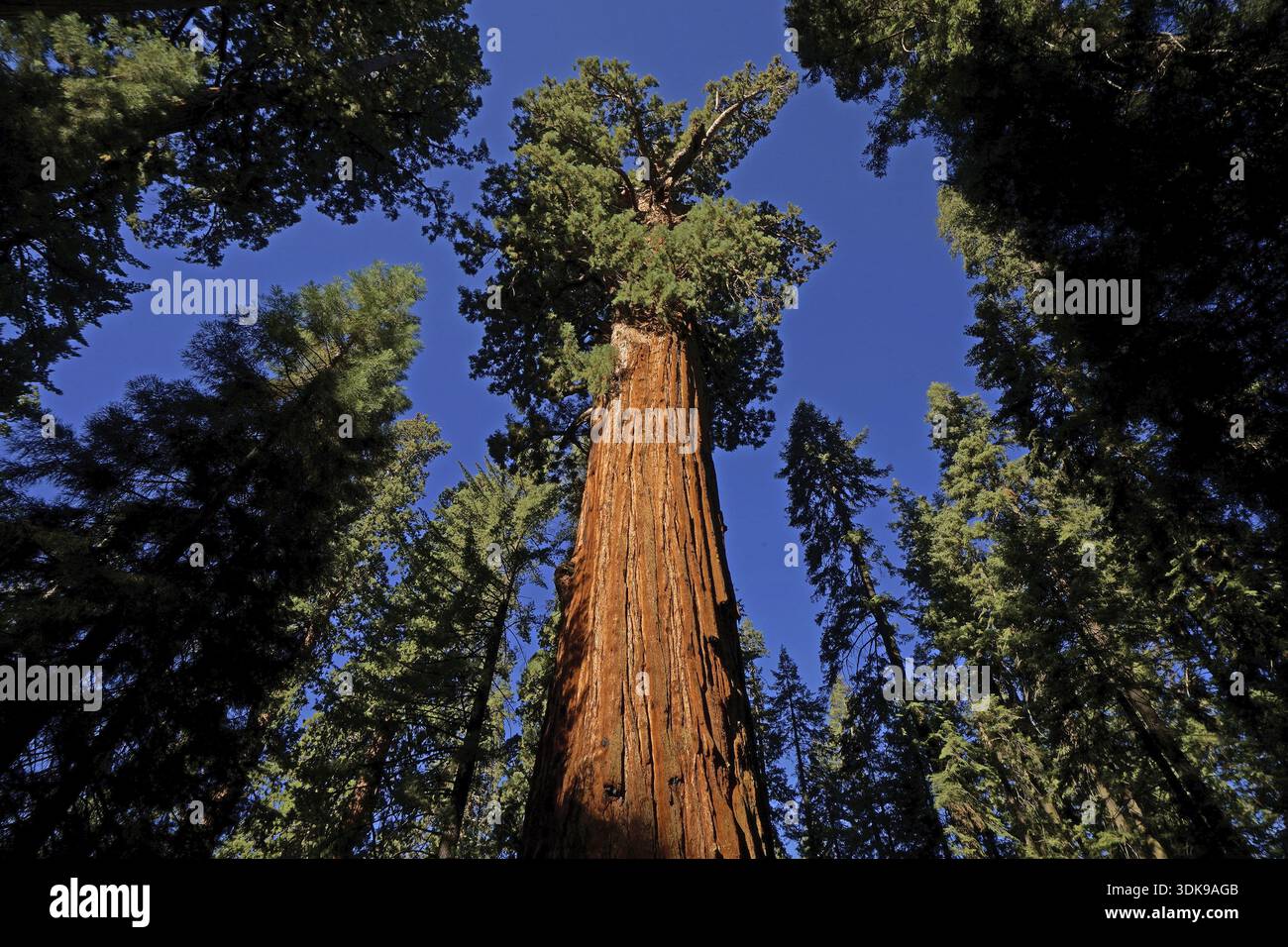 Sequoia, sequoia gigante, sequoia gigante, sequoia gigante, USA, California, Sierra Nevada, (Sequoia giganta), Sierra Nevada, California, STATI UNITI Foto Stock