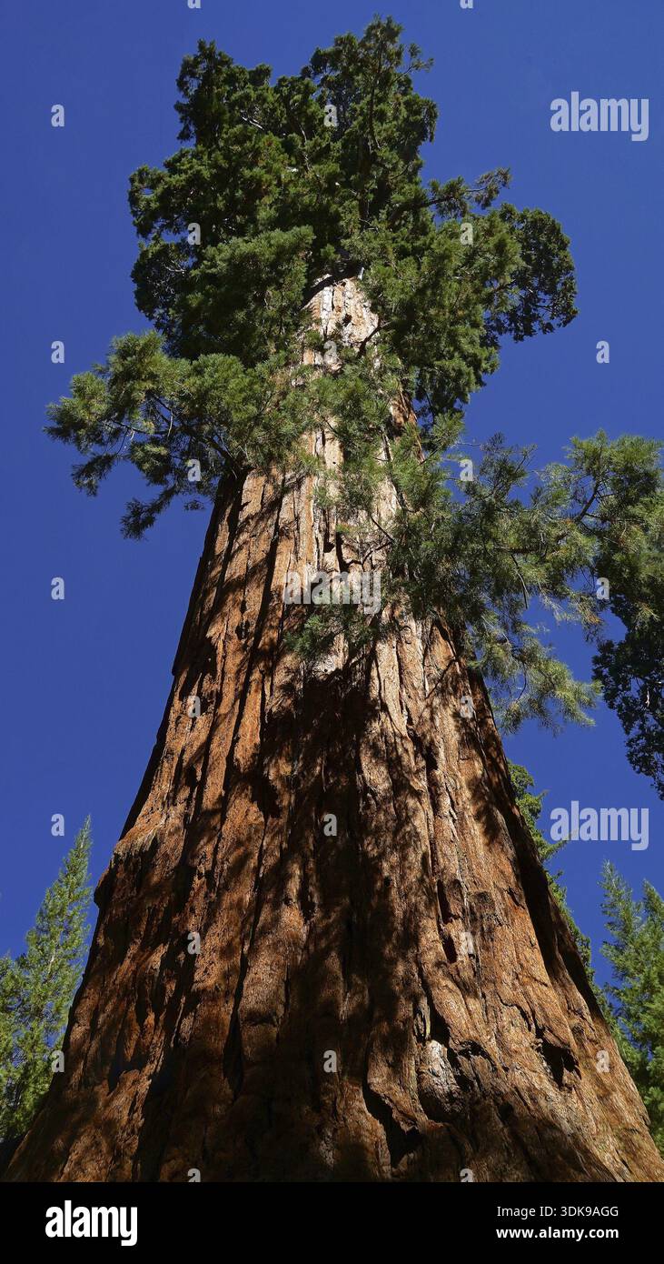 Sequoia, sequoia gigante, sequoia gigante, sequoia gigante, USA, California, Sierra Nevada, (Sequoia giganta), Sierra Nevada, California, STATI UNITI Foto Stock