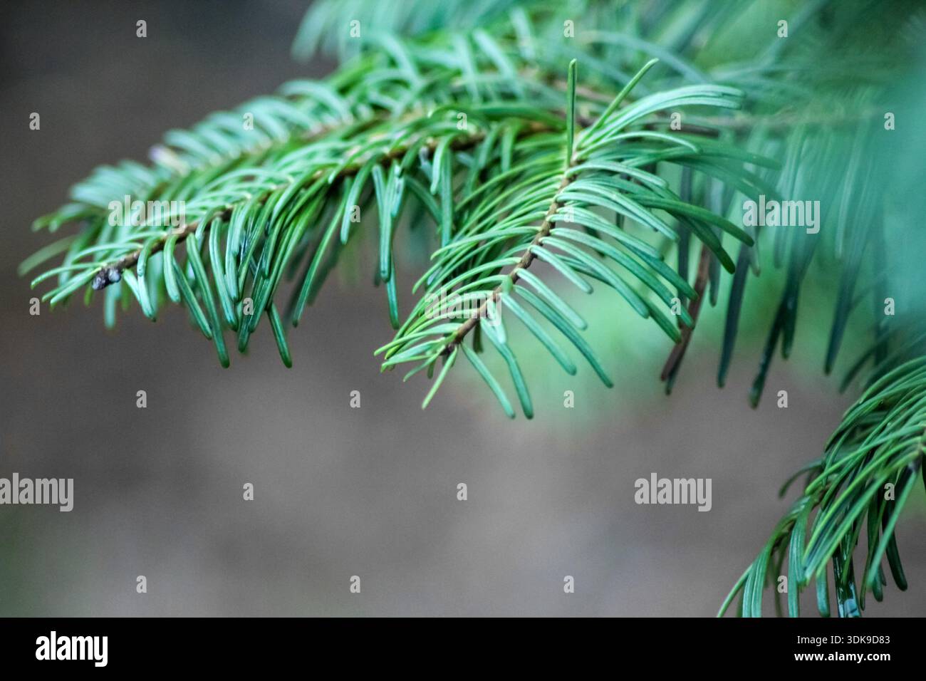 Rami e aghi di abete verde vivace. Gli aghi piatti e morbidi crescono singolarmente dallo stelo, caratteristica del genere Abies. Foto Stock