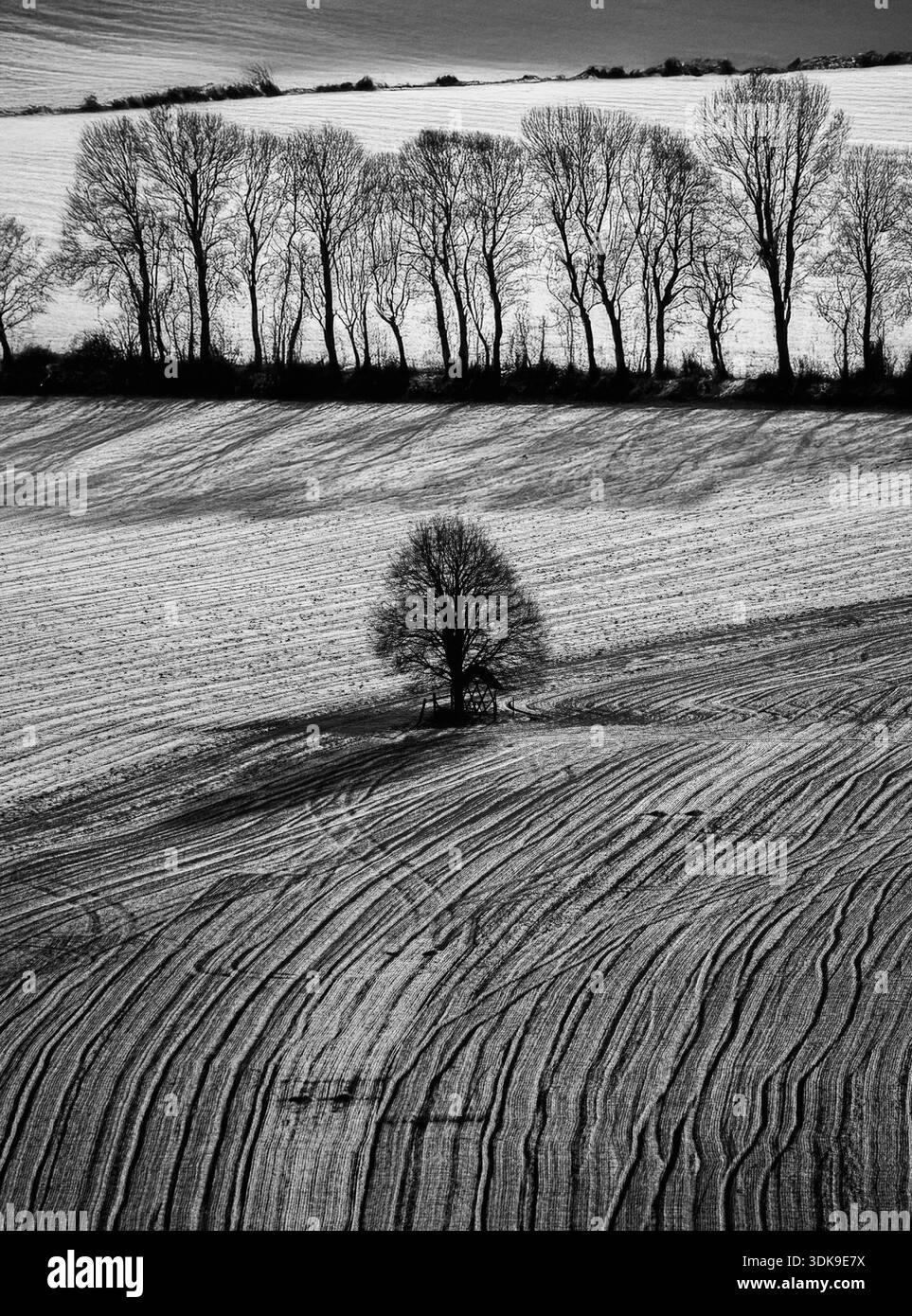 Campo invernale bianco e nero con un albero solitario e una fila di alberi senza foglie all'orizzonte. Foto Stock