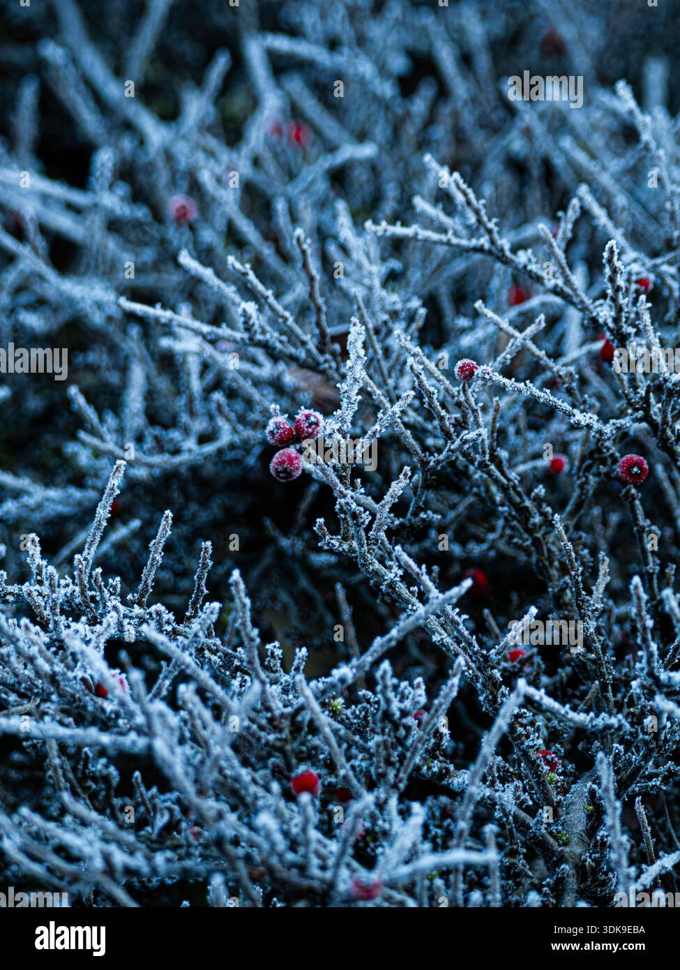 Canneschie rosse ricoperte di brina tra rametti ghiacciati in una fredda mattina d'inverno, creando un contrasto sorprendente di colore e texture. Foto Stock