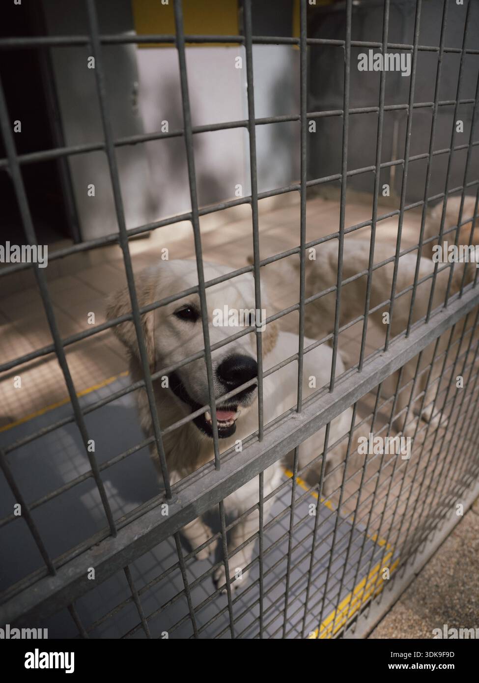 Cane riparo che guarda attraverso le sbarre, riflettendo temi di salvataggio, adozione e benessere degli animali. Foto Stock