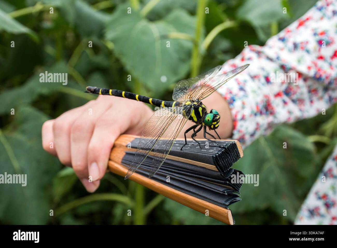 Oniyanma (Antotogaster sieboldii) è la più grande libellula del Giappone Foto Stock