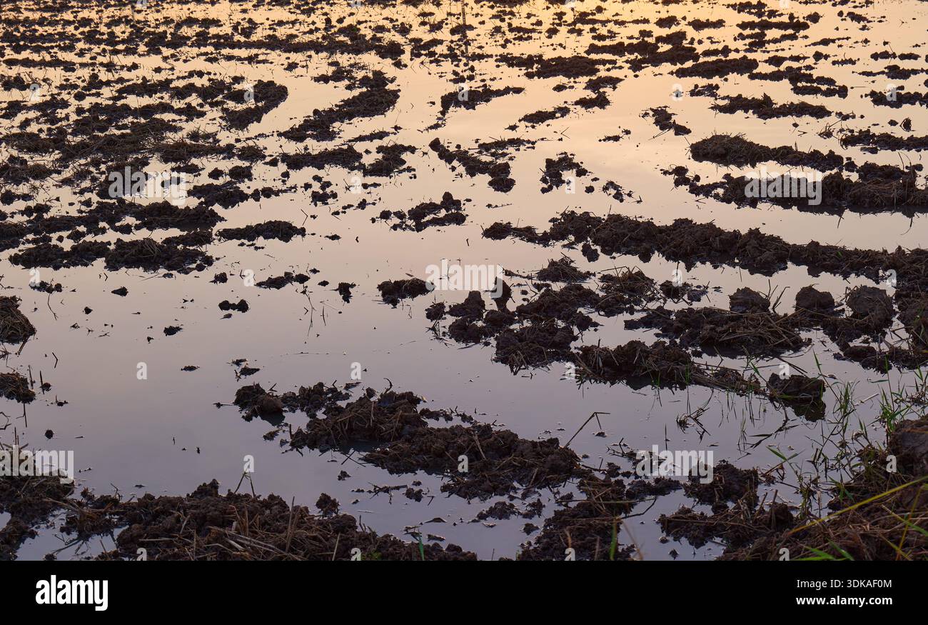 Risaia fangosa con riflesso sull'acqua al tramonto Foto Stock