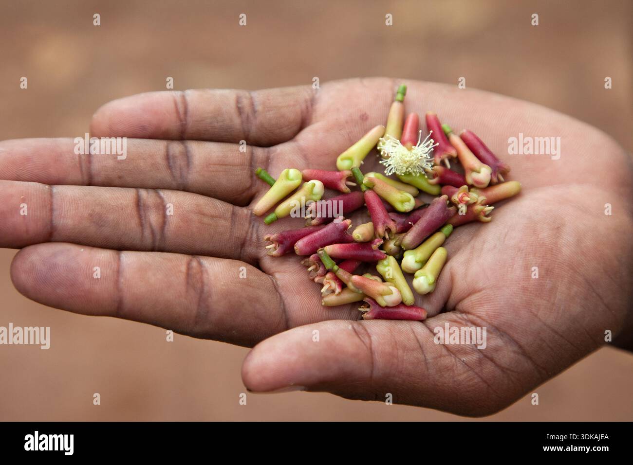 Zanzibar, Tanzania. Mano piena di boccioli a forma di guanto selezionati. Foto Stock