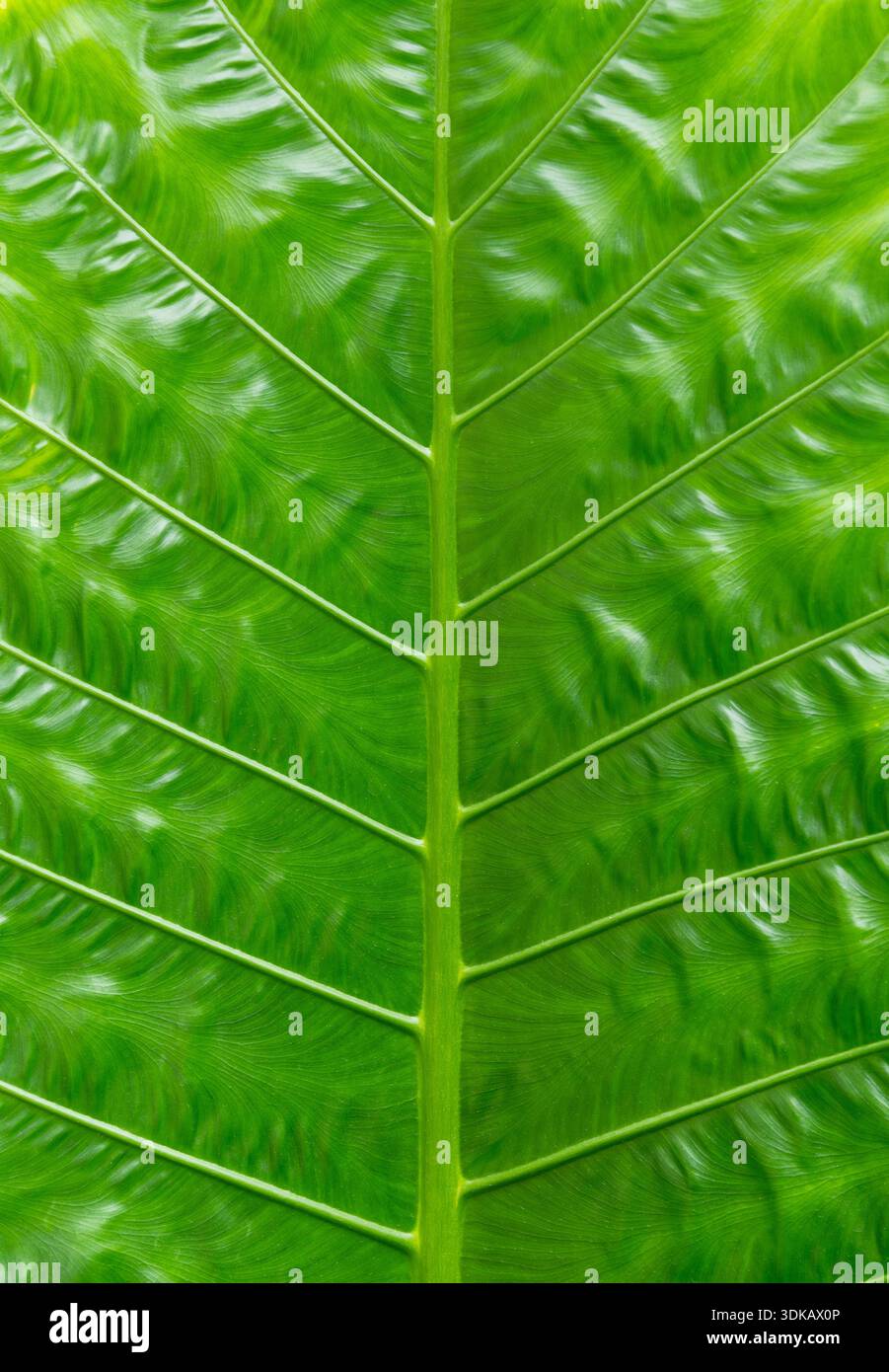 Foglia verde tropicale con motivo a vena naturale Foto Stock
