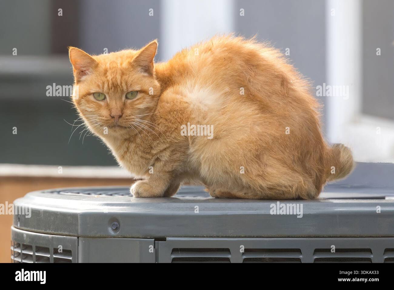 Un gatto randagio seduto su un condensatore A/C e guardando con sospetto la telecamera. Foto Stock