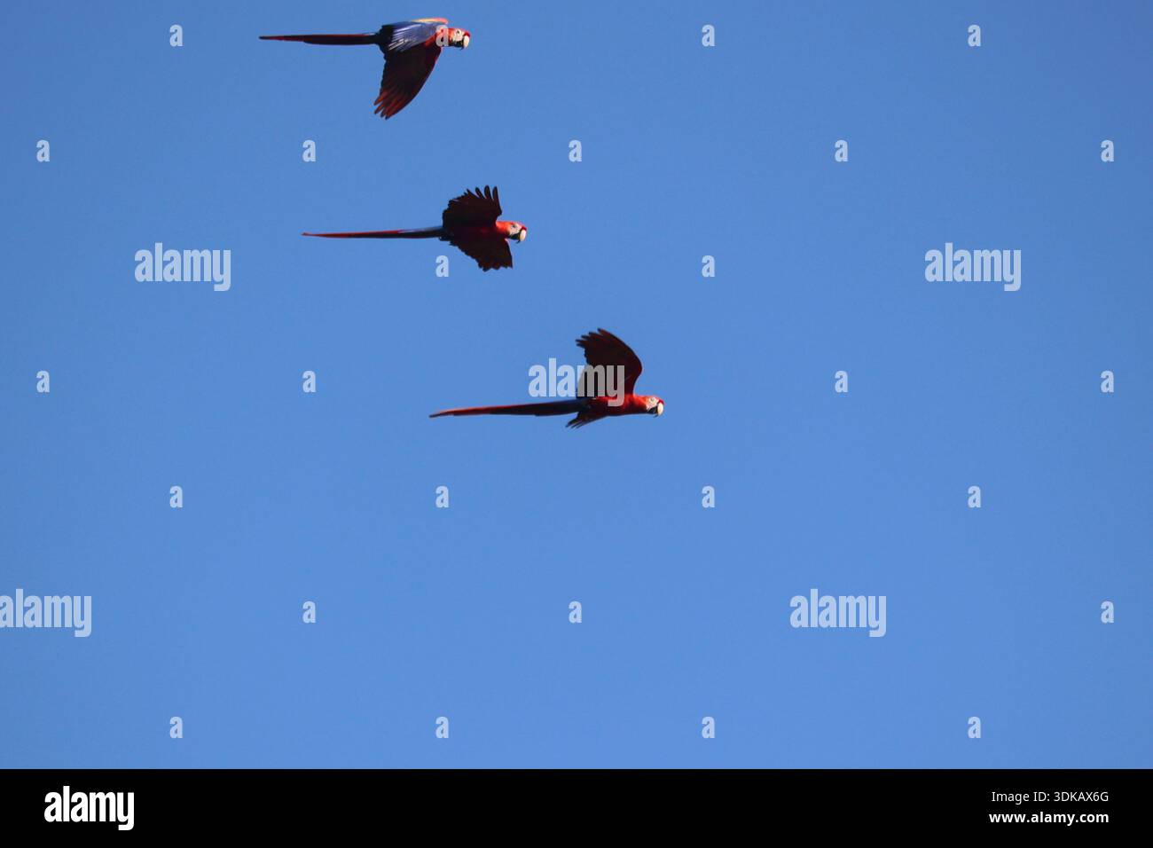 Scarlet Macaws in volo contro un cielo blu Foto Stock
