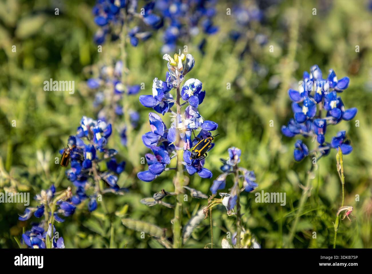 Uno scarabeo blister a righe su un fiore del cofano blu del Texas in primavera Foto Stock