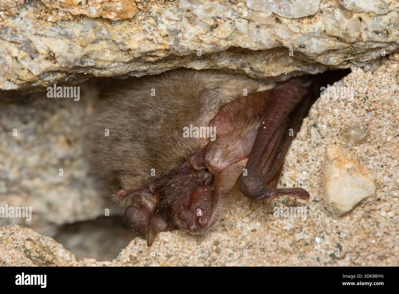 Pipistrello grigio dalle orecchie lunghe (Plecotus austriacus) pipistrello dormiente invernale in cantina Foto Stock