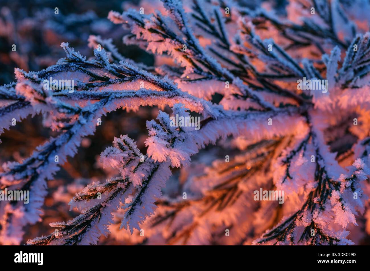 Delicate formazioni di gelo brillano sugli aghi di pino mentre il sole del mattino presto getta un caldo bagliore sul paesaggio invernale Foto Stock