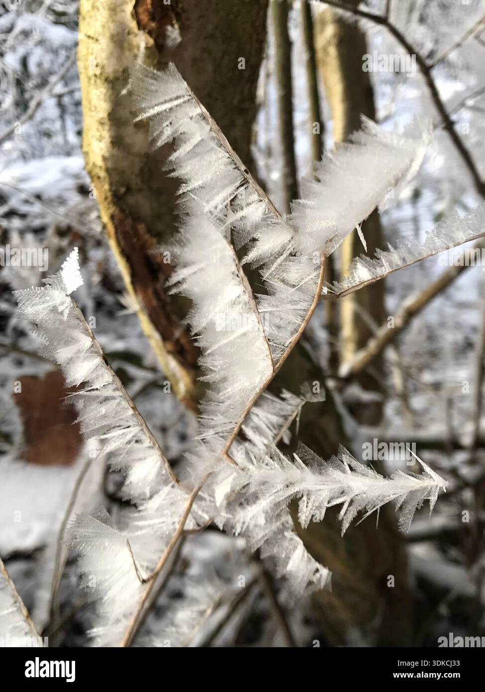 Un primo piano unico di delicati fiori di gelo formati su un ramoscello sottile in una tranquilla foresta invernale nella campagna svizzera. Foto Stock