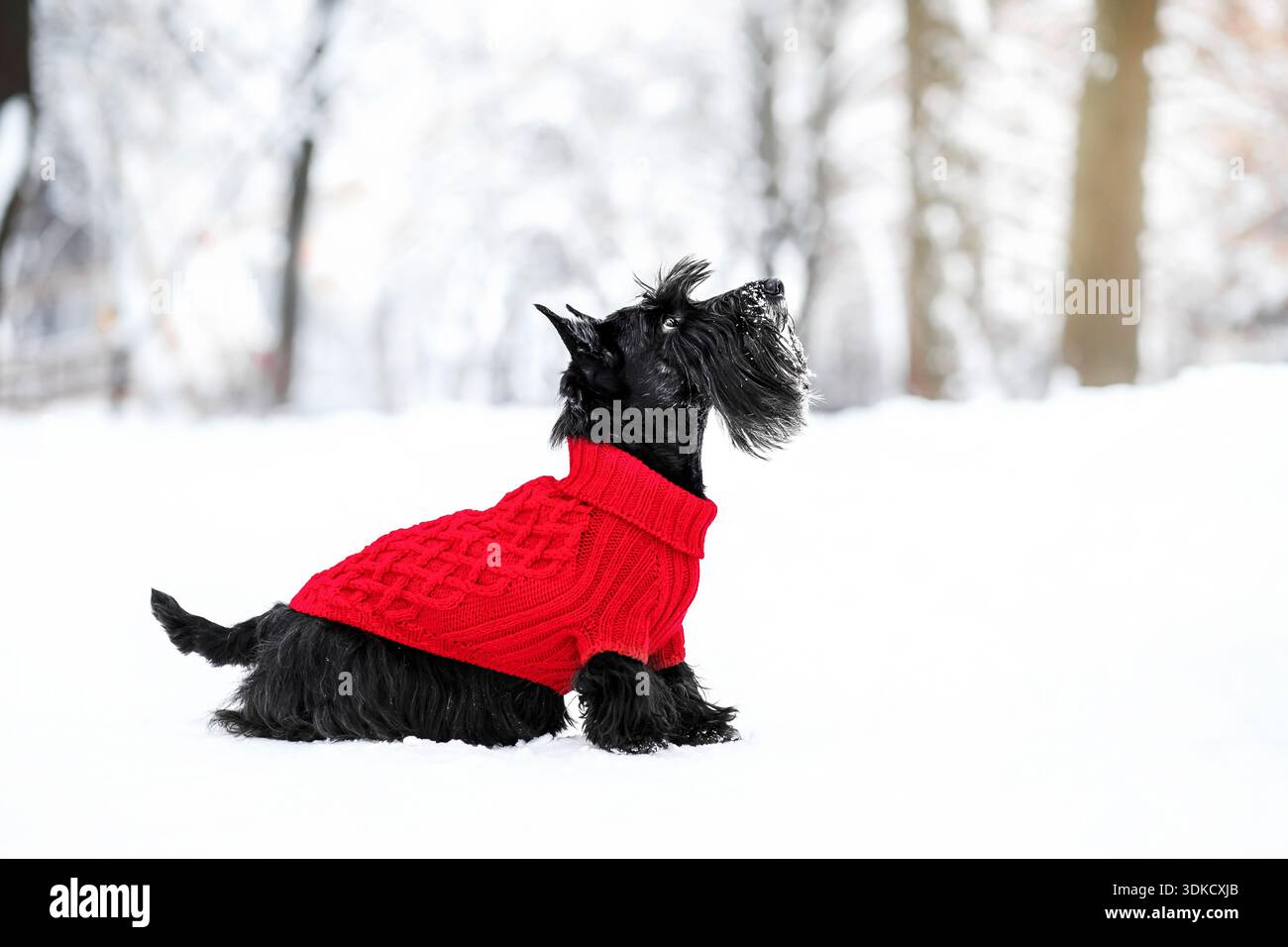 scotch terrier nella neve che indossa giocando nel parco sulla neve. Inverno. cane in pullover rosso Foto Stock