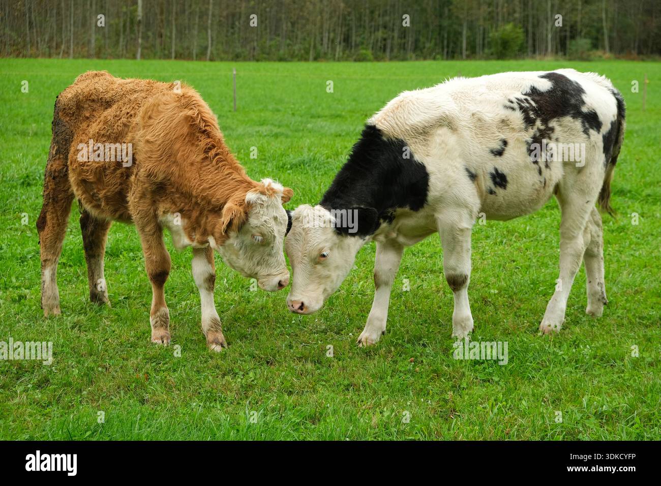 Due giovani mucche su un prato verde vicino alla foresta. Foto Stock