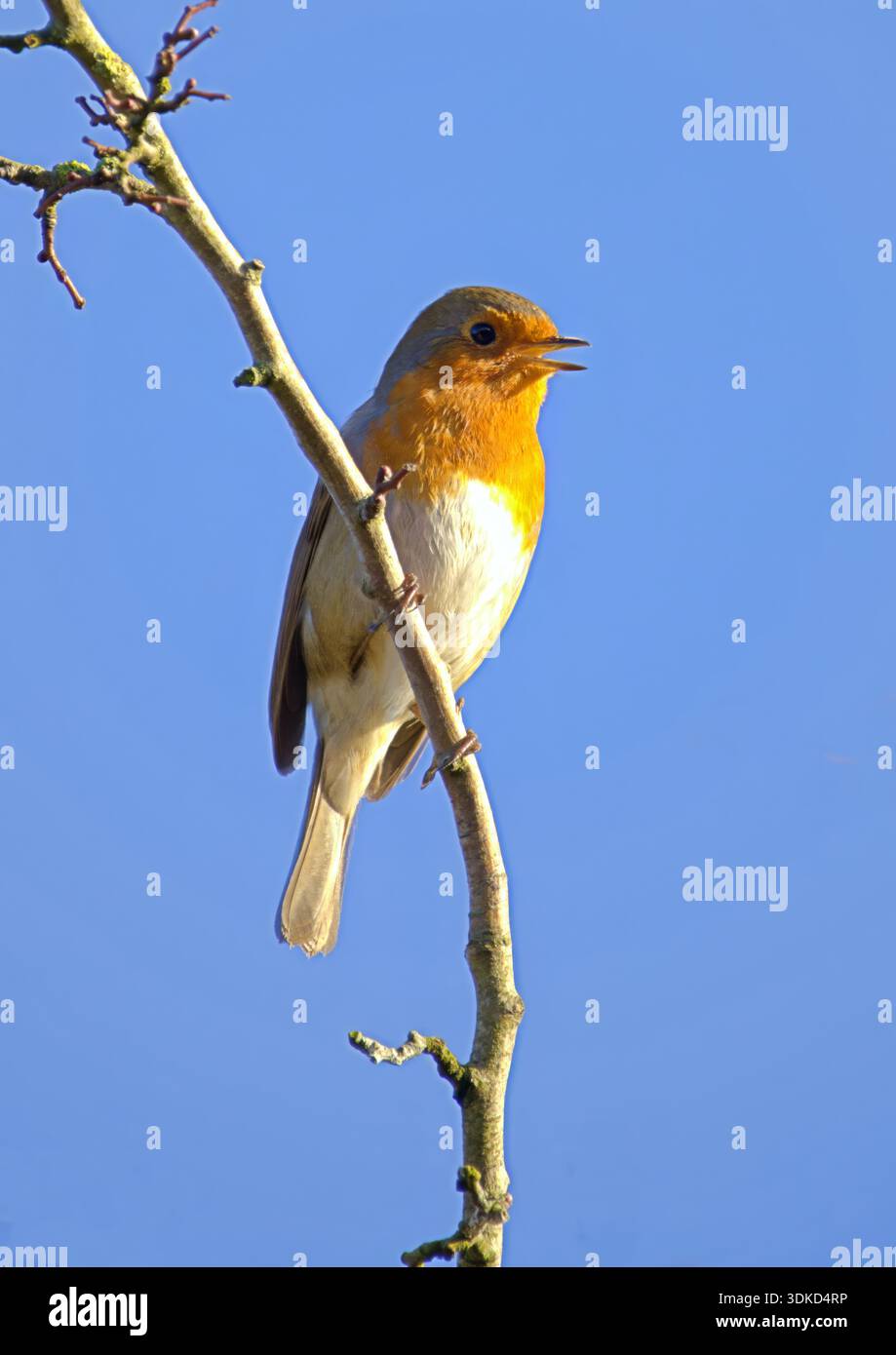 Robin arroccato su un ramoscello con becco aperto e cielo blu Foto Stock