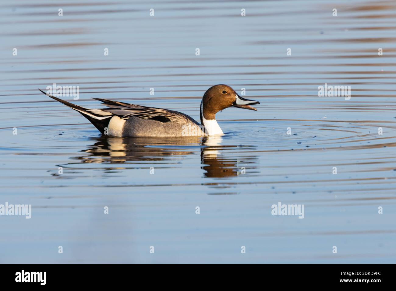 Northern pintail drake (Anas acuta) nuota nelle calme acque paludose al Sacramento National Wildlife Refuge, California, sotto la luce soffusa del mattino. Foto Stock