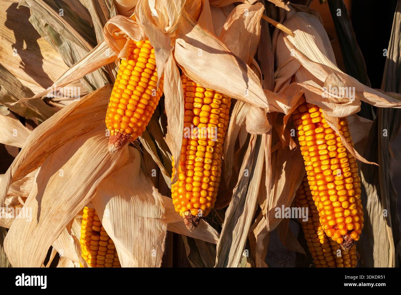 Natura morta primo piano di Zea Mays indurata - mais in autunno. Foto Stock