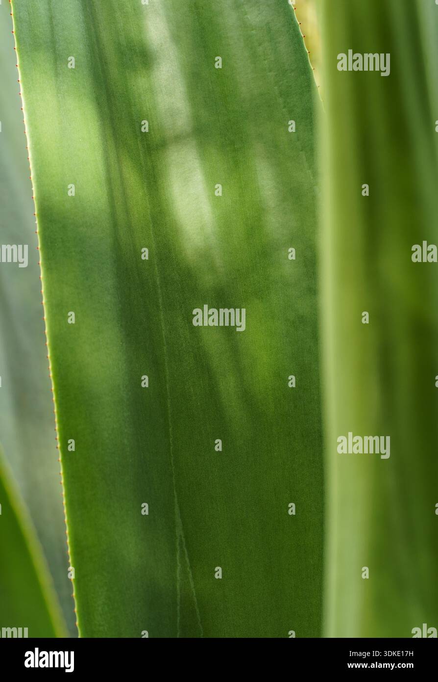 Primo piano Macro di Agave foglia di Aloe vera con ombre alla luce naturale del sole Foto Stock