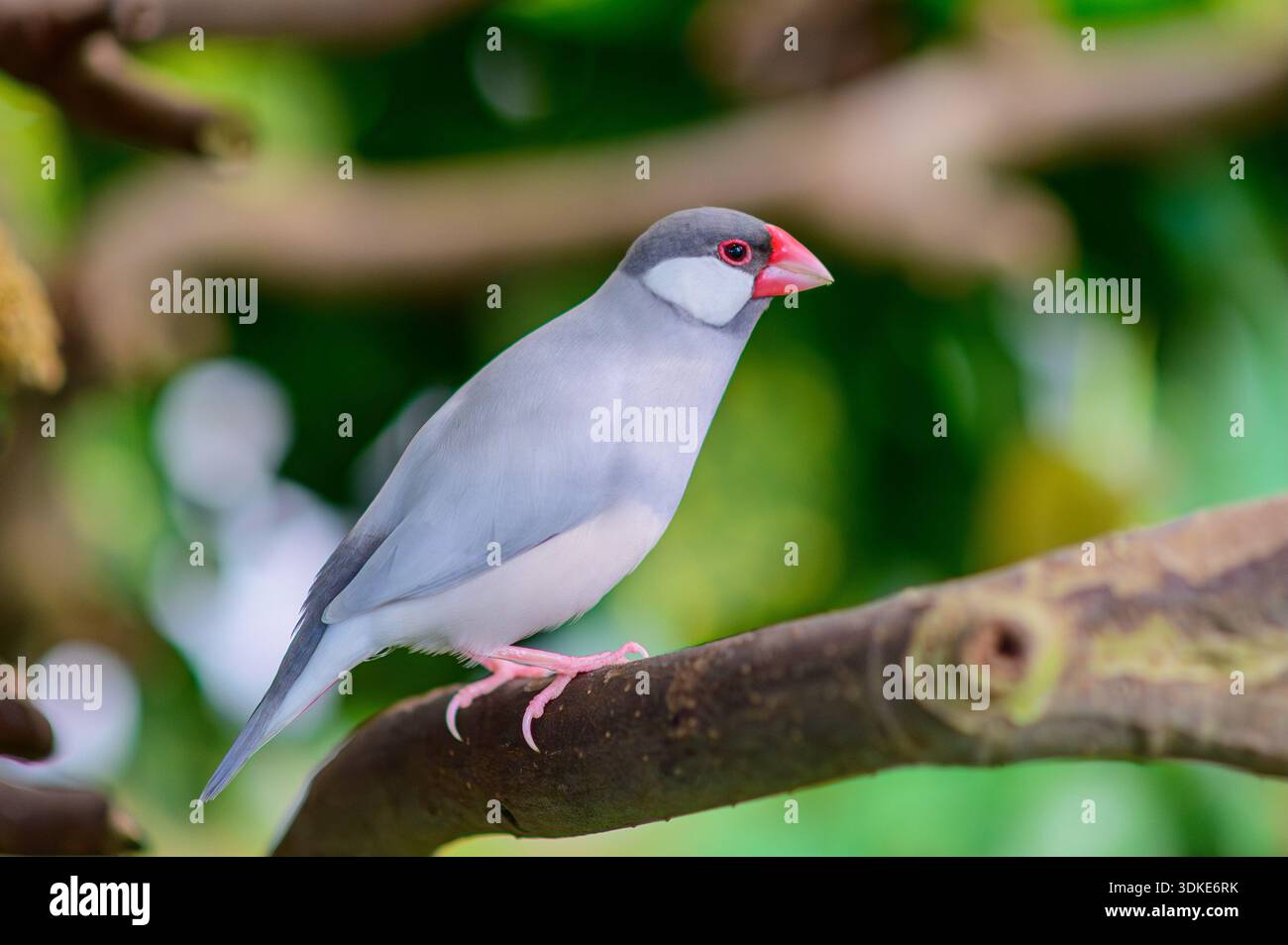 Passero di Giava grigio con becco rosso arroccato su un ramo d'albero in un giardino tropicale. Foto Stock