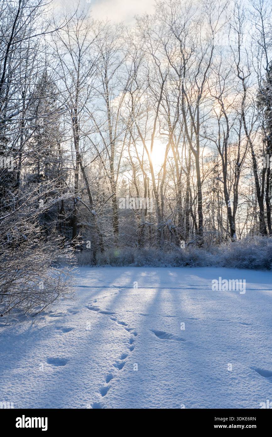 La foresta invernale è ricoperta da neve fresca, lunghe ombre e tracce di animali che conducono alla luce del sole che splende tra alberi ghiacciati, calma e atmosfera Foto Stock