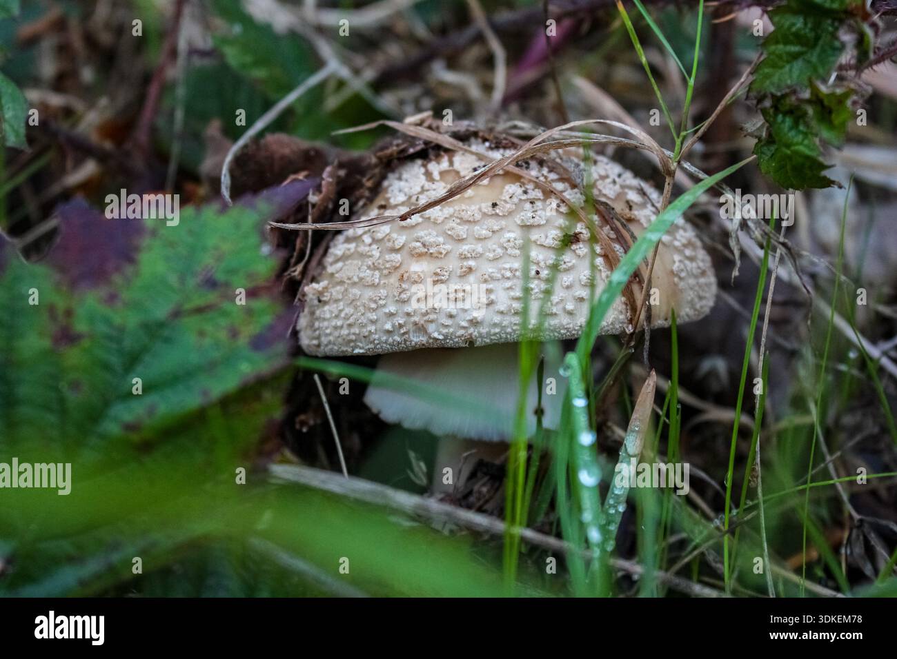 Un primo piano di un fungo blusher selvatico che cresce sul fondo della foresta tra foglie verdi e lettiere umide. Foto Stock