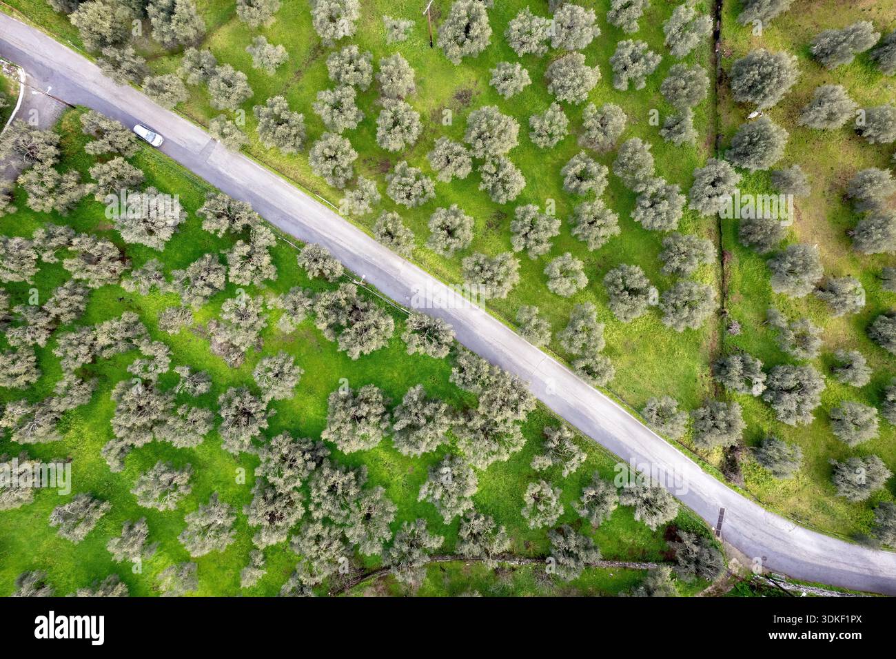 Vista aerea dall'alto verso il basso di una strada rurale che attraversa un lussureggiante uliveto verde a Lesbo, in Grecia, con motivi geometrici e paesaggio rurale Foto Stock