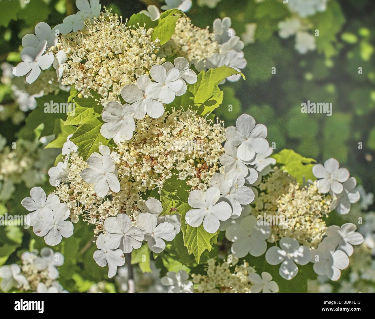 Comune Scheeball Viburnum opulus Foto Stock