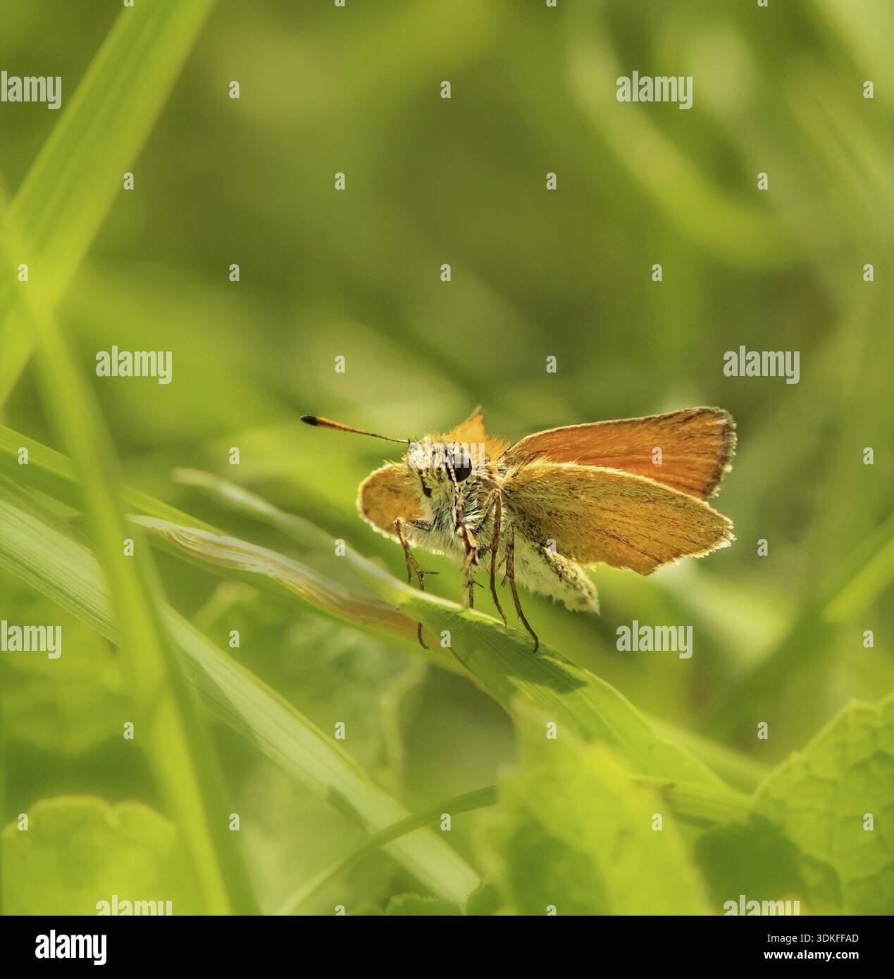 Falena dalla testa marrone "Thymelicus sylvestris" Foto Stock
