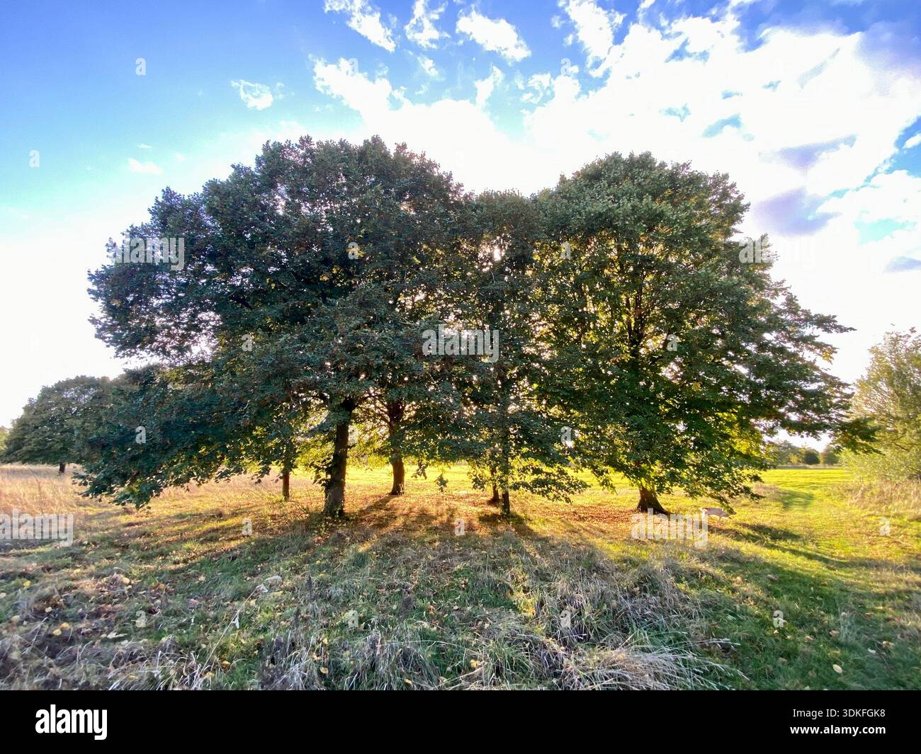 Gruppo di alberi con luce solare che filtra attraverso e lunghe ombre su prati erbosi. Foto Stock